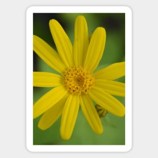 Heartleaf Arnica Sticker